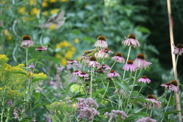 Plant This Native Perennial Now And Goldfinches May Strip Its Seed Heads Into December