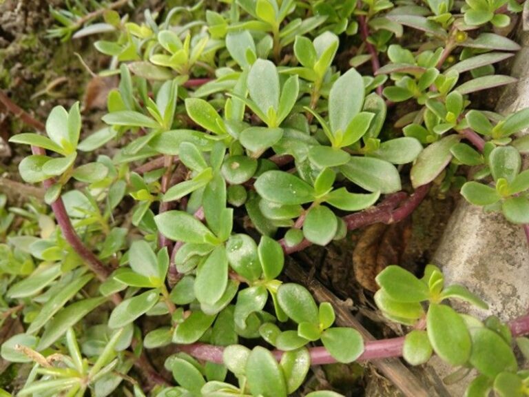 The Weed You Fight All Summer In Cracked Soil Is Actually One Of The Best Omega-3 Greens You Grow