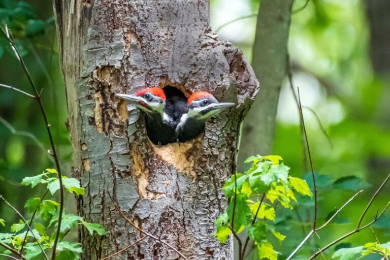 If A Pileated Woodpecker Carves A Hollow In Your Dead Tree, Here’s The Waiting List Of Tenants That Moves In Next