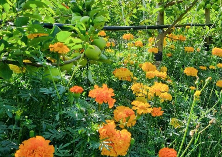 If You Plant Marigolds Beside Your Vegetables, Here’s The Invisible Poison Their Roots Pump Into The Soil To Kill Nematodes