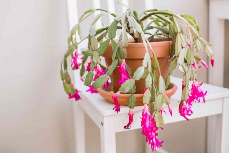 If Your Christmas Cactus Looks Tired And Wrinkled Right Now, Here’s The September Reset That Wakes It Up Before Winter