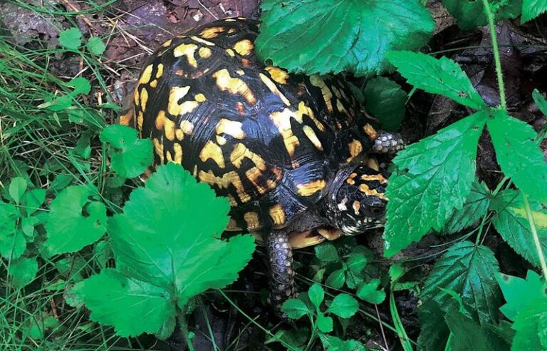The Native North Carolina Plants That Give Box Turtles The Cool, Damp Shelter They Search For All Summer