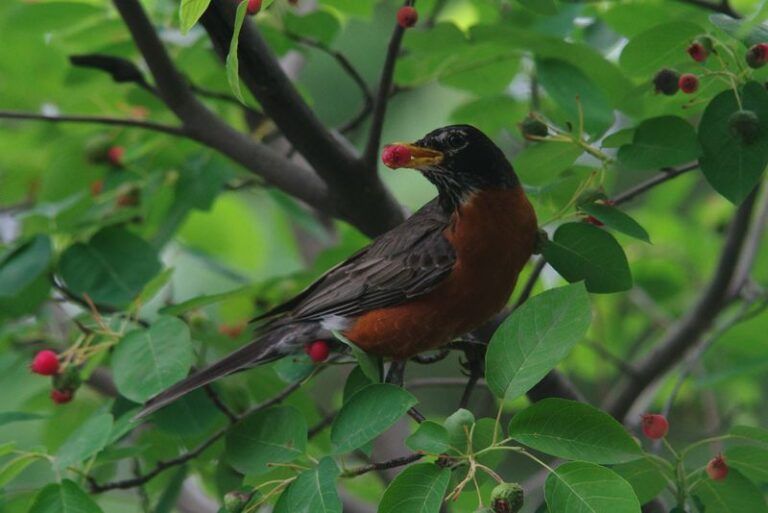 That Native Serviceberry In Your North Carolina Yard Ripens Sweet Berries Birds Strip Before You Do