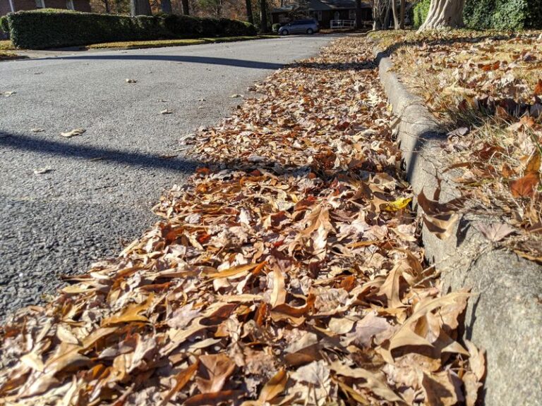Why North Carolina Homeowners Should Never Rake Away Every Fallen Leaf This Autumn