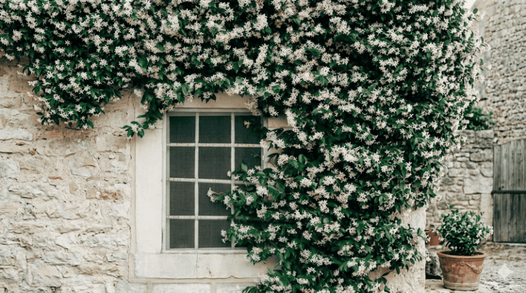 If Jasmine Blooms Outside Your Bedroom Window, Here’s What the Science Actually Says About Scent and Sleep