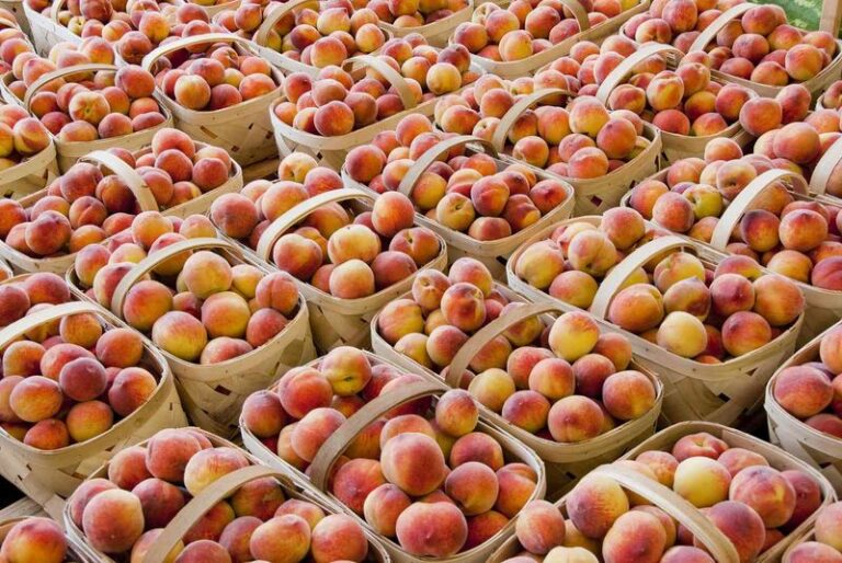 7 North Carolina Fruits That Hit Their Sweetest Peak Right Now In September Before The Season Turns