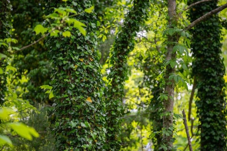 The Popular North Carolina Landscaping Trees Your County Now Tells Homeowners To Stop Planting