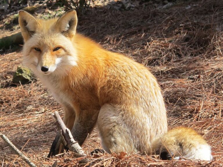 Foxes Keep Crossing Your North Carolina Yard At Dusk Because The Rodents Are Drawing Them In