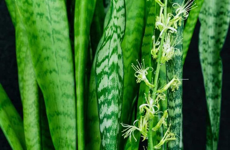 If Your Snake Plant Suddenly Sends Up A Spike, Here’s The All-Or-Nothing Gamble It’s Making In The Dark