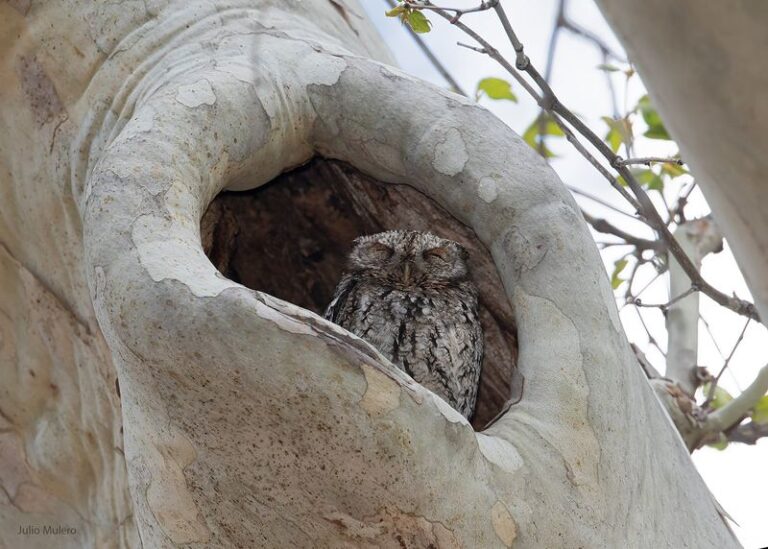 Screech Owls Return To The Same North Carolina Oak Every Fall Because The Yard Below Feeds Them