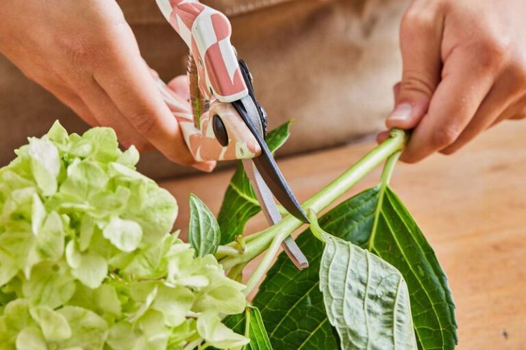 If You Want More Hydrangeas For Free, Here’s How One Fall Cutting Becomes A Whole New Shrub