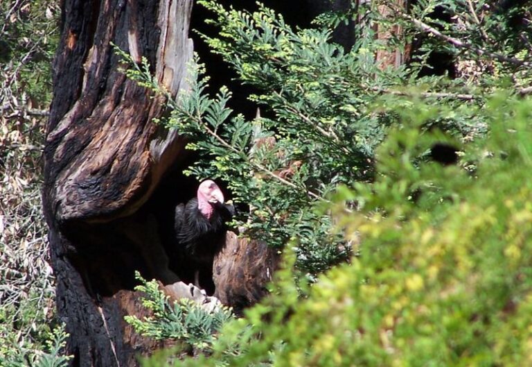 If Condors Have Vanished From Your Coastline, Here’s The Ancient Redwood Hollow That’s Finally Bringing Them Back
