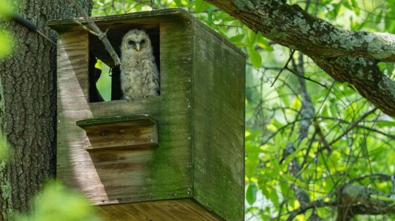 Eastern Screech-Owl Nest Box: Durable Habitat and a Possible Helping Hand With Rodents