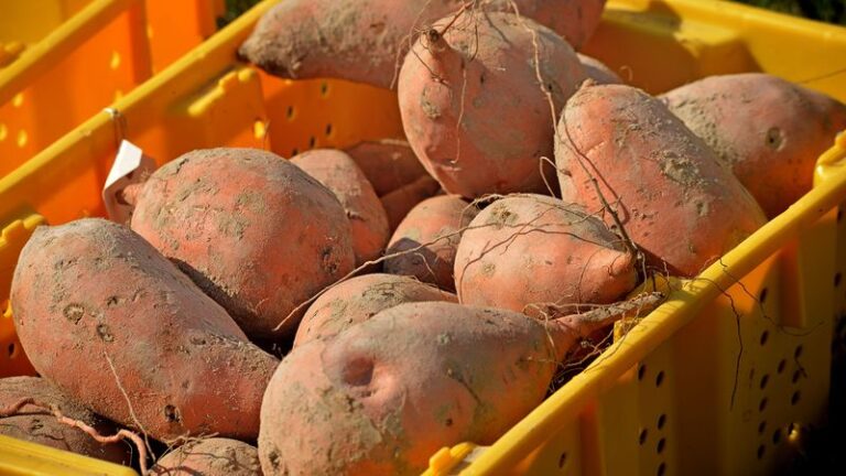 The Common Mistakes North Carolina Gardeners Make Curing Fall Sweet Potatoes That Ruin The Whole Harvest