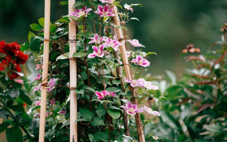 If Your Clematis Looks Thin And Slow Right Now, Here Are 8 Late-Summer Moves That Get It Vining And Blooming Again