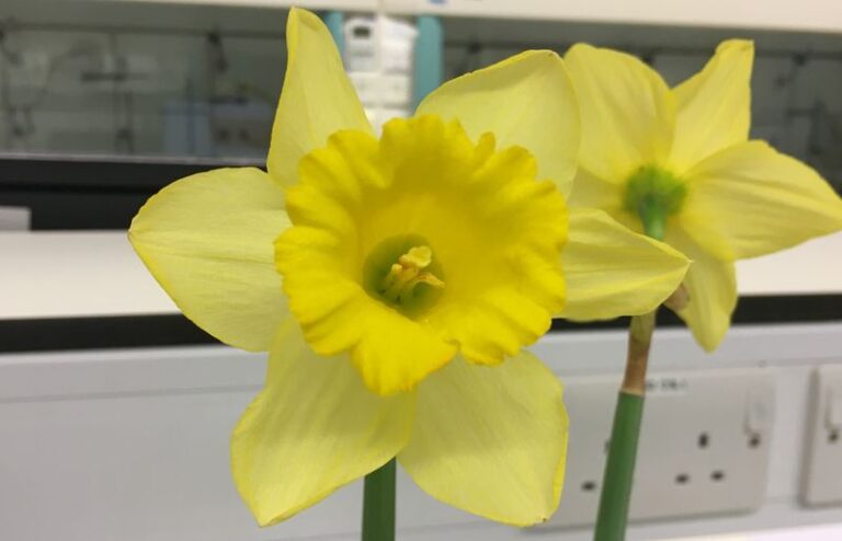 The Daffodils You Plant This Fall Share Their Roots With A Real Alzheimer’s Drug