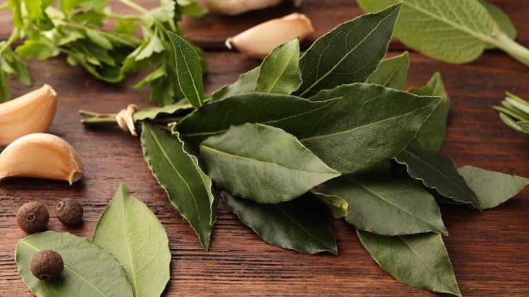 If You Toss Bay Leaves In Every Pot Of Soup, Here’s The Calming Molecule They Quietly Share With Lavender