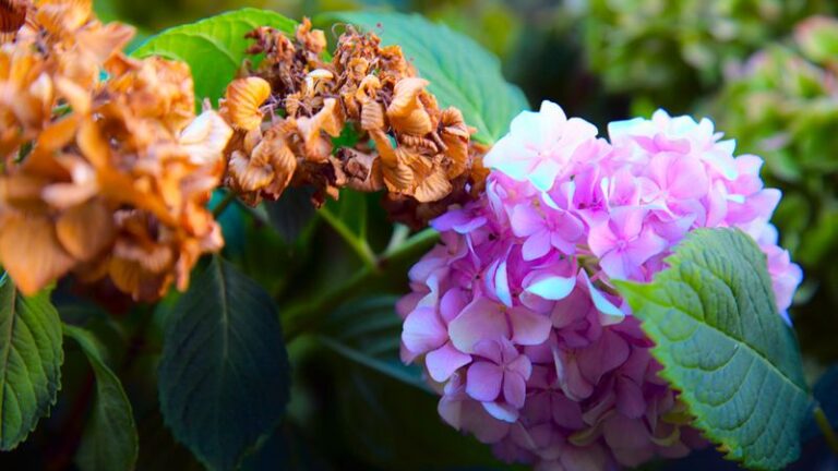 If Your Hydrangeas Are Winding Down This September, Here’s The Bloom Reset That Squeezes Out One More Flush
