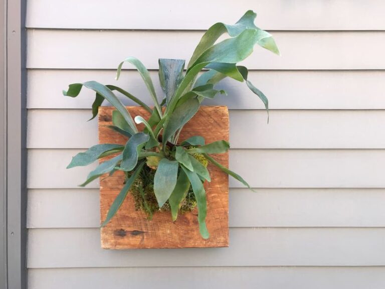 If You Mount A Staghorn Fern On A Board, Here’s The Soil It Quietly Builds Out Of Thin Air