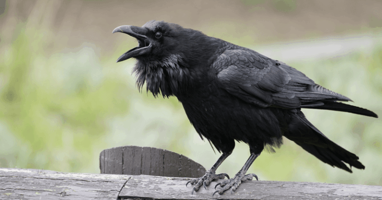 If A Crow Watches You From The Fence, Here’s The Learned-Threat Memory It’s Quietly Keeping On You