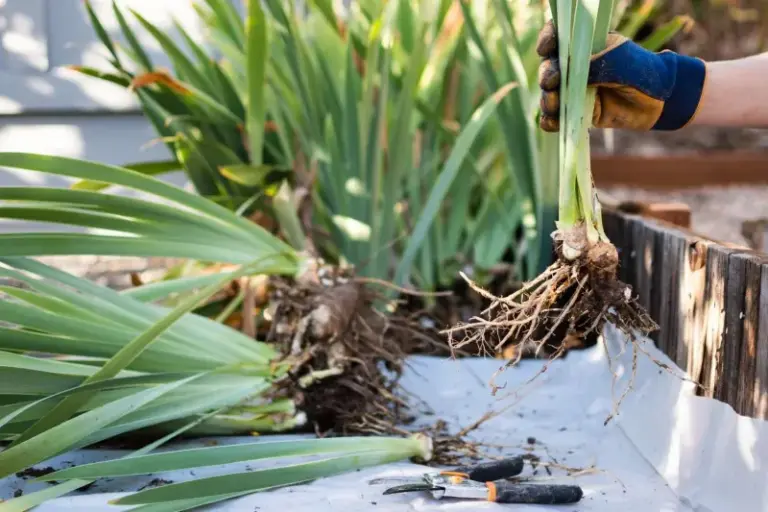 Your Bearded Iris Needs More Than A Quick Cleanup – 6 Fall Jobs That Mean Fatter Rhizomes And More Spring Flowers