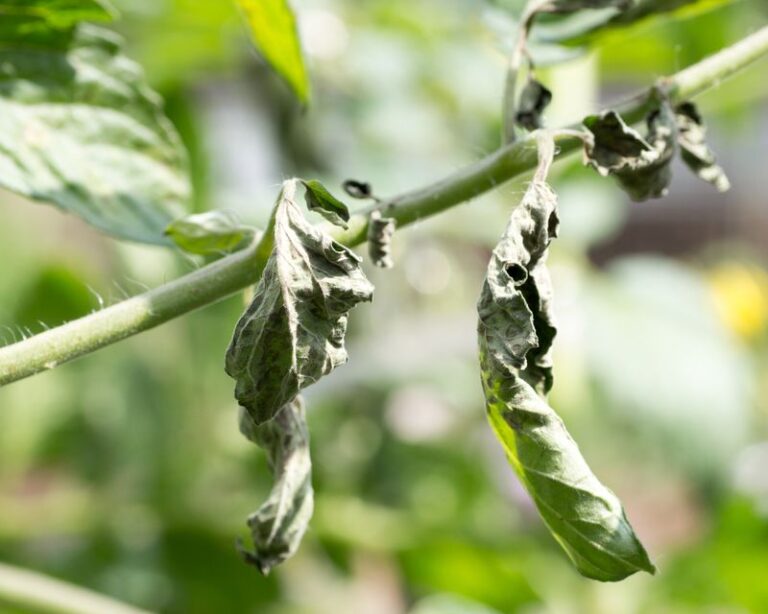 Your Tomato Plants Curl Their Leaves In Late Season — Here’s The Simple Fix Before You Blame Disease