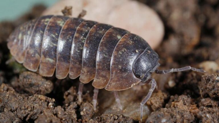 If Pillbugs Roll Up Under Your Flower Pots, Here’s The Toxic Metal Cleanup Crew Working Your Soil For Free