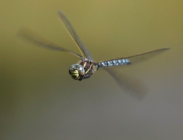 If Dragonflies Patrol Your Garden Pond, Here’s The Missile-Grade Math Their Rice-Sized Brain Runs