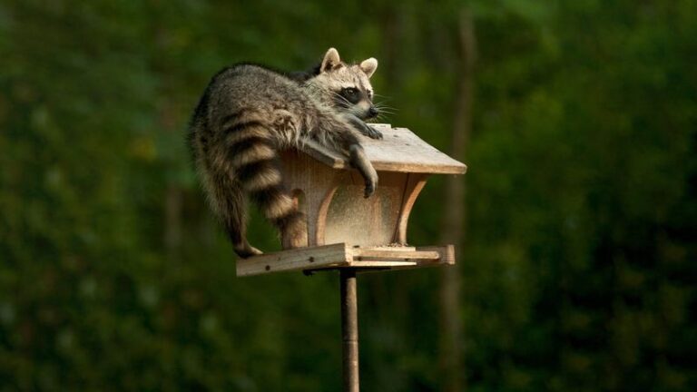 Something Keeps Emptying Your North Carolina Bird Feeder Overnight And The Tracks May Help You Find Out Who