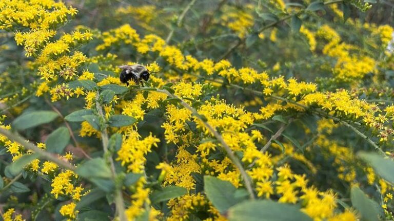A Standout Late-Season Native That Brings Bees and Butterflies to a Fading North Carolina Border