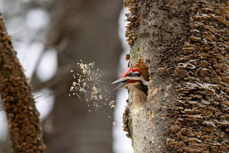 A Woodpecker Keeps Drumming On One North Carolina Tree Because The Bugs Inside Are Feeding It