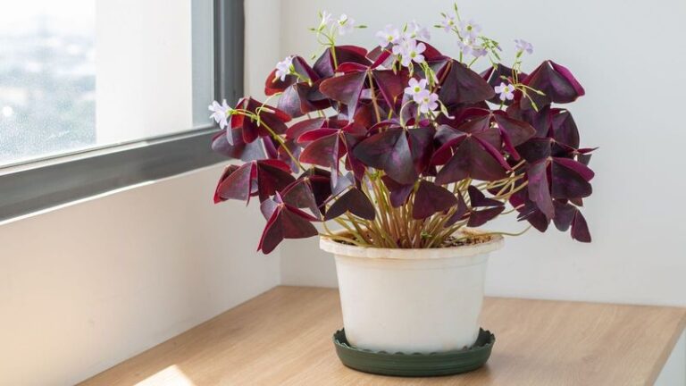 If Your Oxalis Refuses To Flower, Here Are 6 Simple Tricks That Force It Into A Wild, Nonstop Bloom