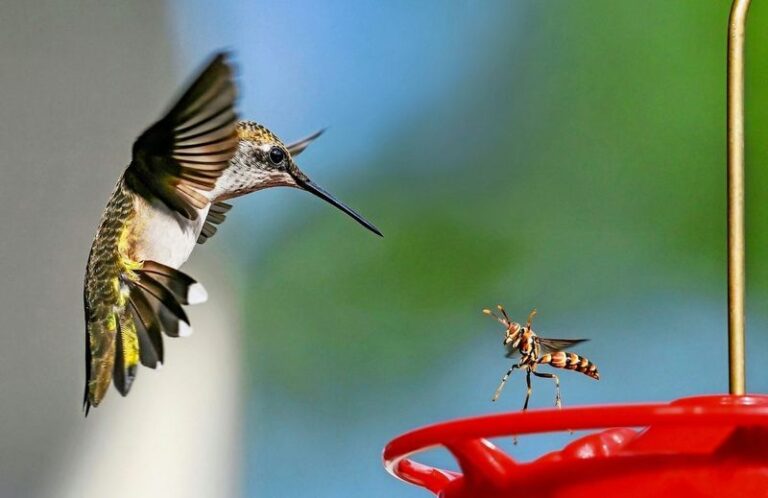 If Predators Are Circling Your Hummingbird Feeder, Here Are 15 Hidden Threats And How To Shut Each One Out