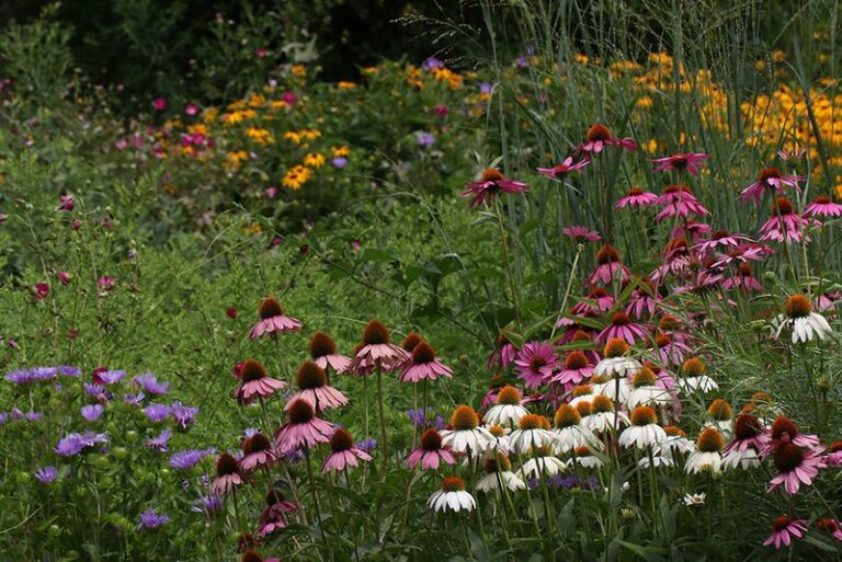 These Underrated North Carolina Natives Bloom All Summer And Never Reseed Their Way Into A Mess