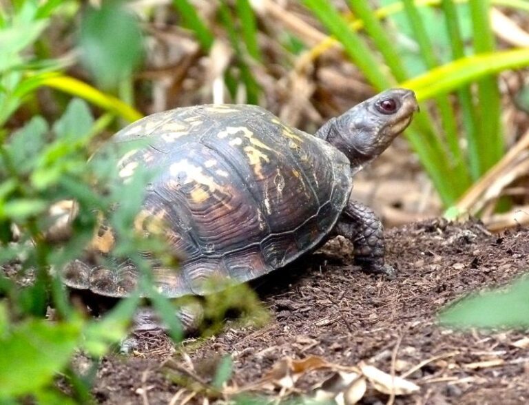 Why North Carolina Gardeners Should Never Dig Near A Box Turtle’s Territory In Fall