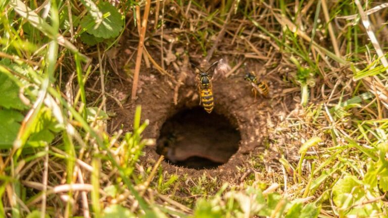 What It Really Means When Yellowjackets Start Building An Underground Nest In Your North Carolina Yard