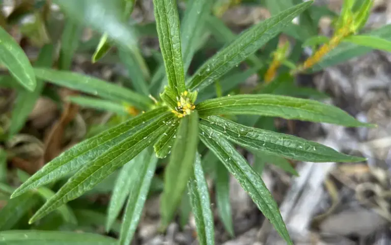 If Aphids Keep Swarming Your Garden Beds, Here’s Why Crushing A Handful Of Herb Leaves Clears Them Out