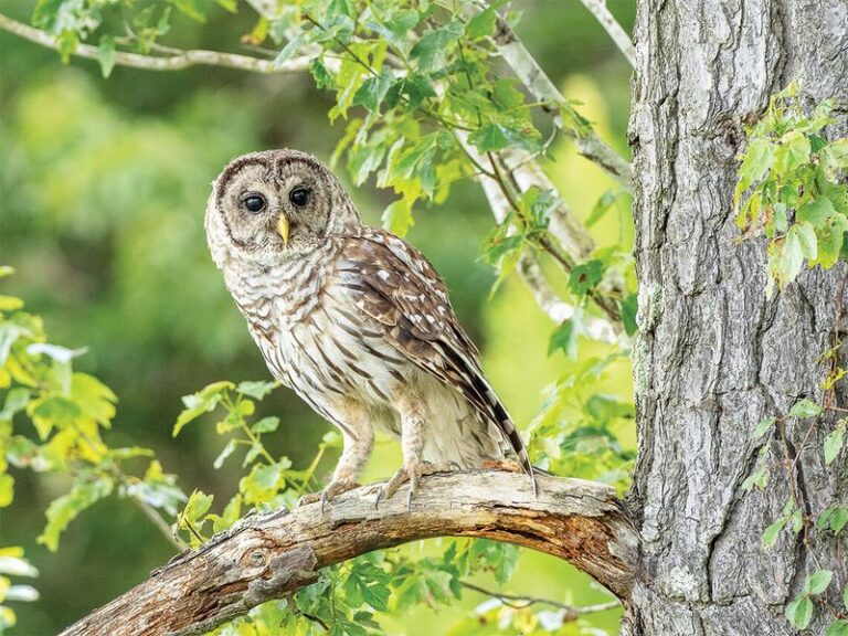 Owls Keep Roosting In One North Carolina Oak Because The Yard Below Is Full Of Prey