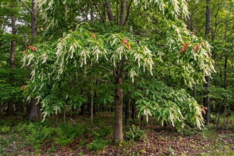 That Overlooked Native Tree Feeds North Carolina Pollinators All Season While Everyone Walks Past It
