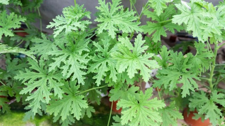 If Mosquitoes Circle Your Yard But Never Land, Here’s How To Overlap These 5 Plants Into A Scent Wall