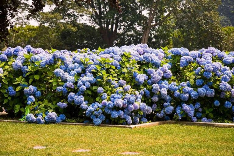 These 9 Fall Fertilizing Mistakes Are Why Your Hydrangeas Come Back All Leaves And No Flowers