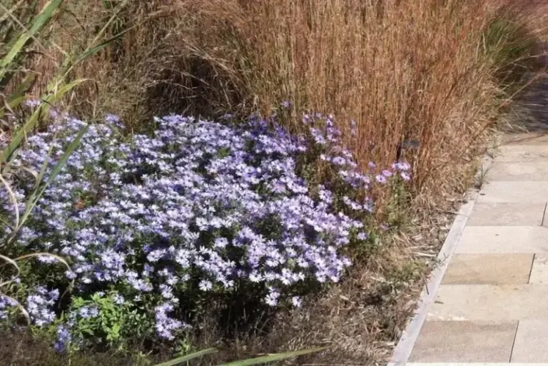 Plant This Native Groundcover Now And It Feeds Late Pollinators While Choking Out Fall Weeds