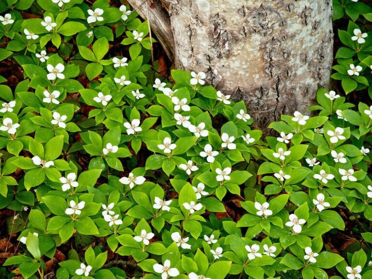 The Native North Carolina Ground Covers That Choke Out Weeds Under Big Trees Better Than Pine Straw Ever Does