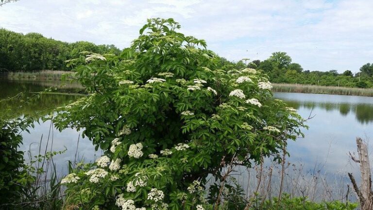 Elderberry Along A North Carolina Fence Line Feeds Birds And Fights Ticks For Years