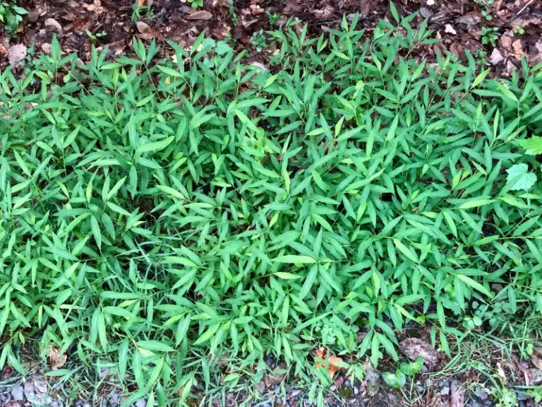 How To Identify Japanese Stiltgrass In Your North Carolina Yard: Early Signs To Scout For