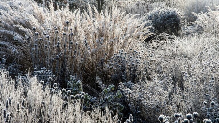 If Your Ornamental Grasses Look Brown And Collapsed, Here Are 9 Perennials You Should Leave Standing All Winter