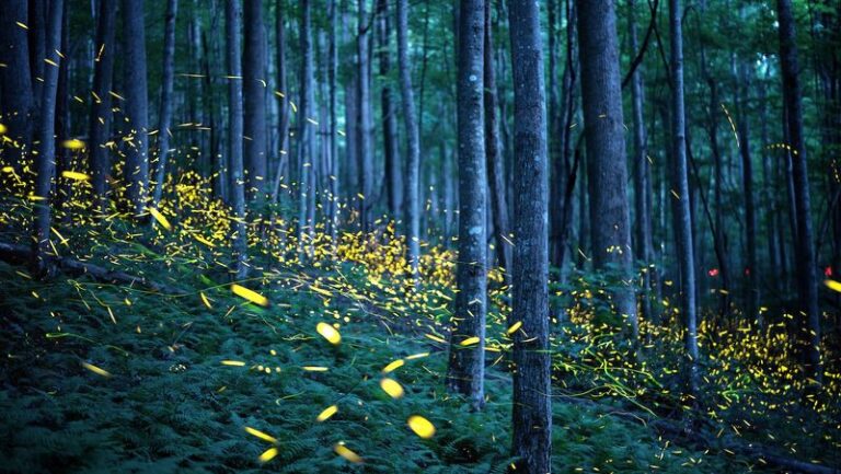 Fireflies Come Back To North Carolina Yards That Grow These Overlooked Native Plants