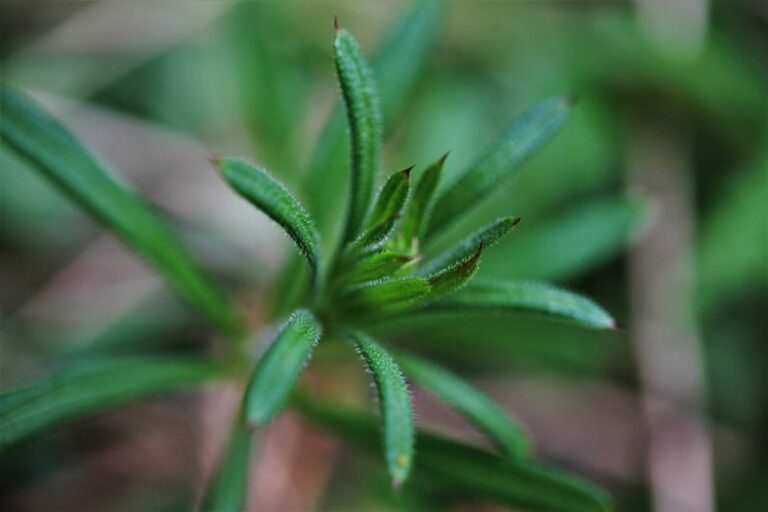 If You Keep Ripping Goosegrass Out Of Your Driveway Cracks, Here’s The Ancient Wound Remedy Hiding In Its Sticky Stems