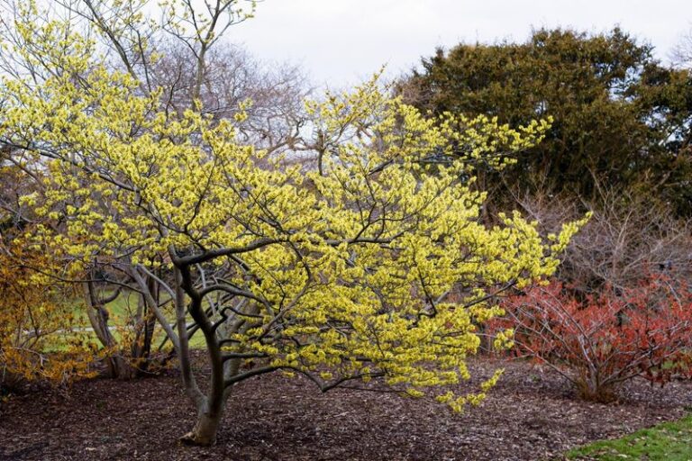 Common Witchhazel: The Fall Shrub That Shares Its Name With Your Bathroom Shelf