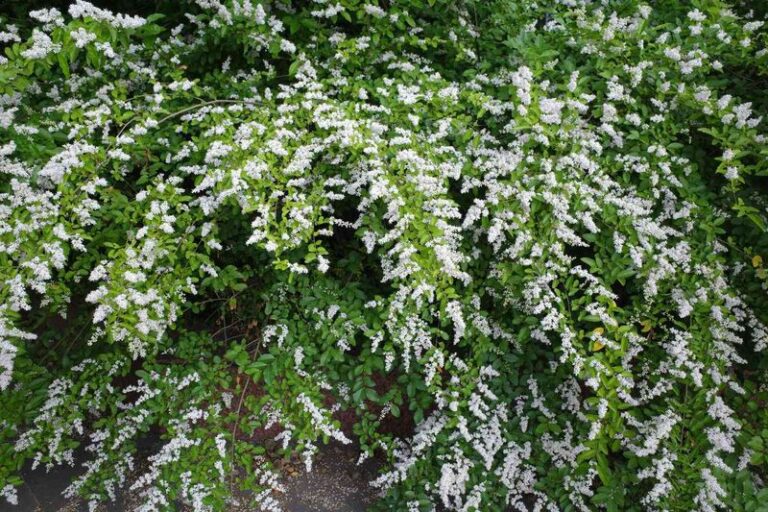 The Invasive Shrub North Carolina Gardeners Should Yank Now Before It Smothers Every Native Under Your Trees